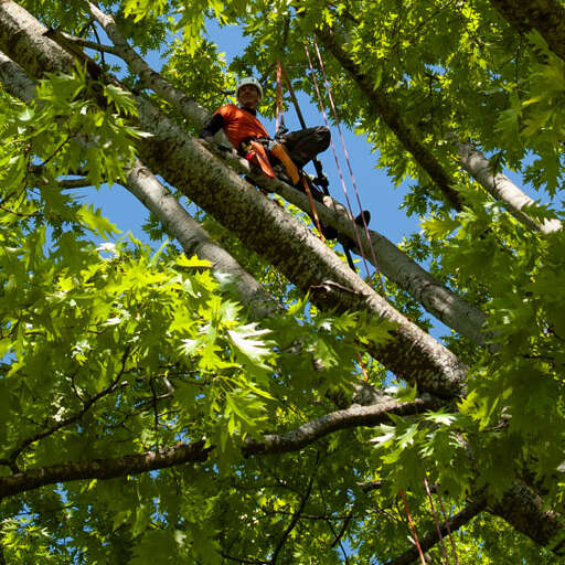 Totholzentfernung an einer Roteiche mit Seilklettertechnik im Kneipp Aktiv Park in Ottobeuren Kooperation mit „Betsy Baumpflege“ (Foto: Stube Dreieinhalb)