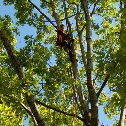 Totholzentfernung an einer Roteiche mit Seilklettertechnik im Kneipp Aktiv Park in Ottobeuren Kooperation mit „Betsy Baumpflege“ (Foto: Stube Dreieinhalb)